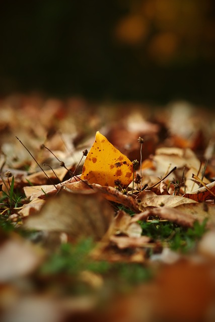 的運動天賦 的運動天賦